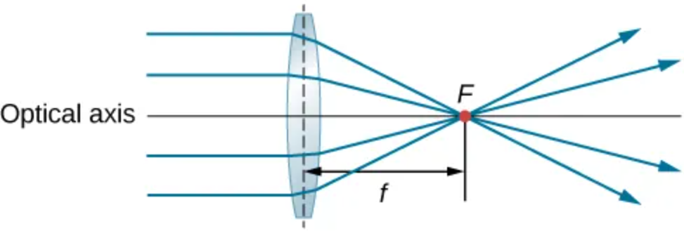 All object light rays that are parallel to the optical axis will focus to a single point F at a distance from the center of the thin converging lens equal to the focal length f.