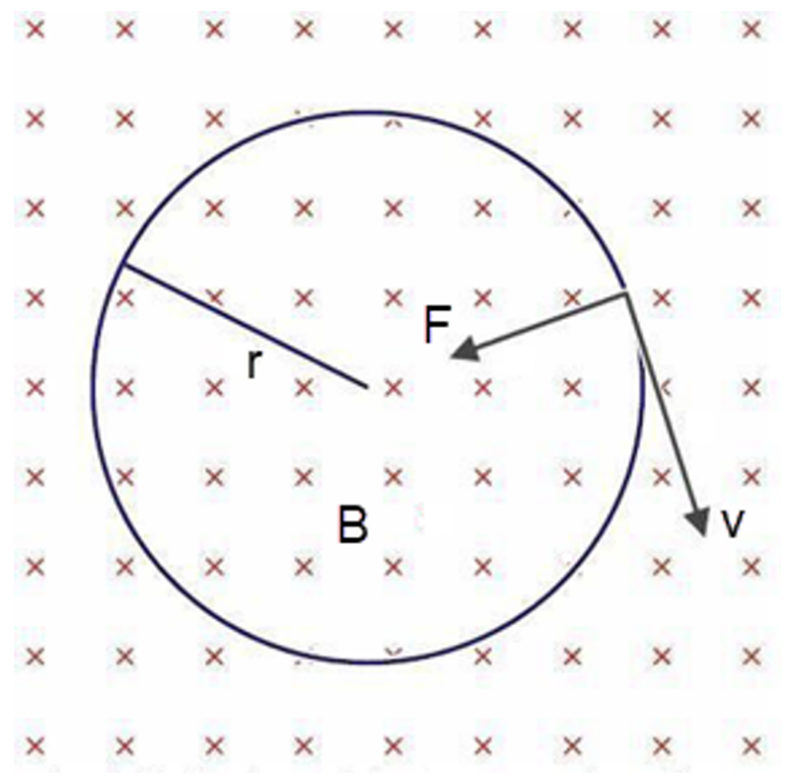 Following right-hand rule for charge moving through a B-field (into screen), the electron (negative charge) will feel centripetal force inwards.